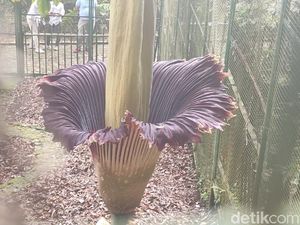Momen Langka! Bunga Bangkai Mekar di Kebun Raya Cibodas