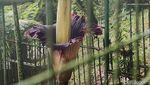 Potret Langka Bunga Bangkai Mekar di Kebun Raya Cibodas