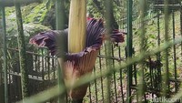 Foto: Bunga Bangkai dengan kondisi mekar sempurna dapat dilihat oleh pengunjung dari luar pagar untuk melindungi status konservasi tumbuhan tersebut. Kebun Raya Cibodas BRIN juga memberlakukan Protokol Kesehatan yang ketat agar dapat menjadi tempat yang aman dikunjungi oleh pengunjung untuk menikmati fenomena langka ini. (dok. Ismet Selamet/detikcom)