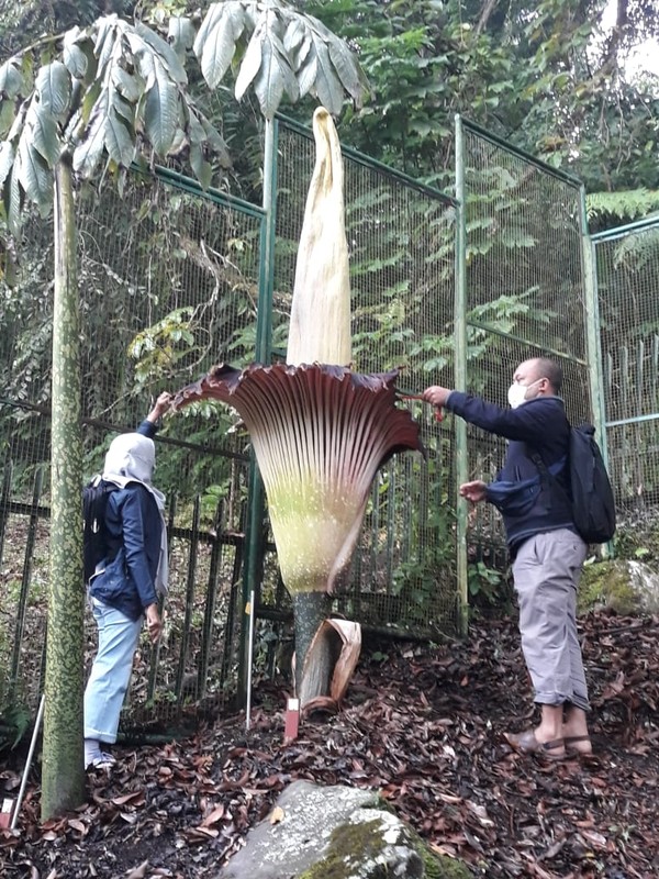 Gambar Bunga Bangkai Mekar di Kebun Raya yang Beda dengan Rafflesia Arnoldi