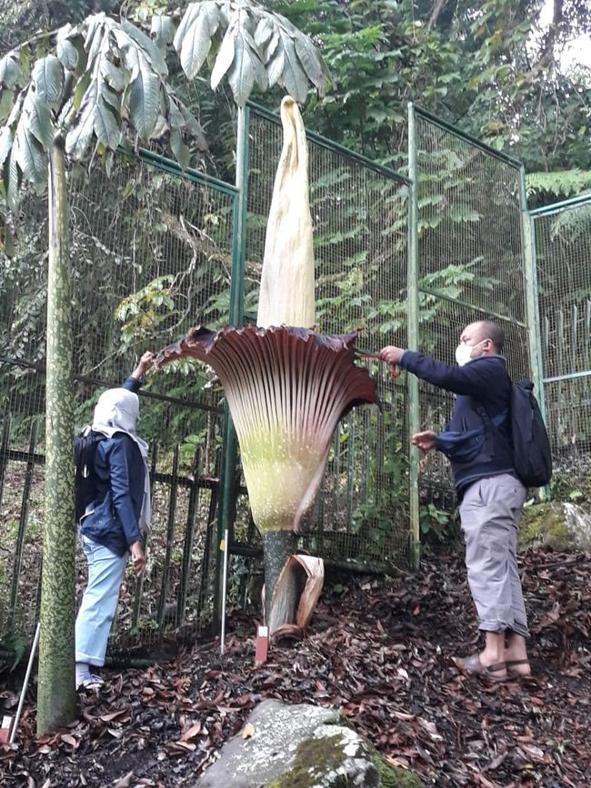 Sebuah bunga bangkai raksasa (Amorphophallus titanum) dengan tongkol yang mulai terbuka dan mengeluarkan aroma khas, dikelilingi oleh pengunjung yang menjaga jarak aman di Kebun Raya Bogor.