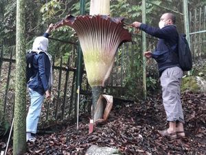 Gambar Bunga Bangkai Mekar di Kebun Raya yang Beda dengan Rafflesia Arnoldi