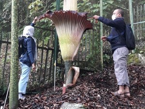 Gambar Bunga Bangkai Mekar di Kebun Raya yang Beda dengan Rafflesia Arnoldi