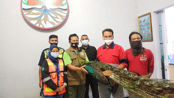 Pekerja proyek Bandara Kediri menemukan burung merak hijau saat bekerja. Kini, burung merak tersebut dirawat BKSDA Resort Konservasi Wilayah 1 Kediri.