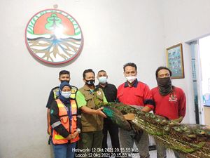 Seekor Burung Merak Hijau Ditemukan di Proyek Bandara Kediri