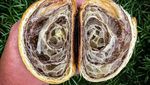 10 Kreasi Bicolor Croissant, Croissant Cantik dengan Dua Warna