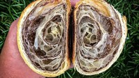 Kesulitan yang cukup tinggi pada pembuatan croissant bicolor ternyata juga menjadi sesi pembelajaran di Le Cordon Bleu Rio de Janeiro. Salah satu pelajar di sana @clarissamourao memperlihatkan bagaimana dirinya membuat croissant bicolor yang lapisan cantiknya sampai ke bagian dalam. Foto: Instagram/clarissamourao