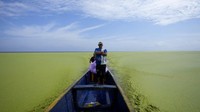 Untuk sampai ke desa apung tersebut dibutuhkan satu jam dengan kapal cepat menyusuri hutan bakau.  