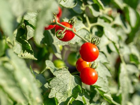 Ripe red tomatoes are hanging on the tomato tree in the agricultural farm.