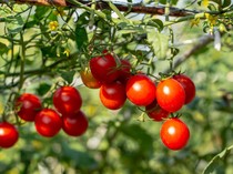 Tomat Itu Buah atau Sayur? Ini Penjelasan Klasifikasi dan Manfaatnya bagi Tubuh