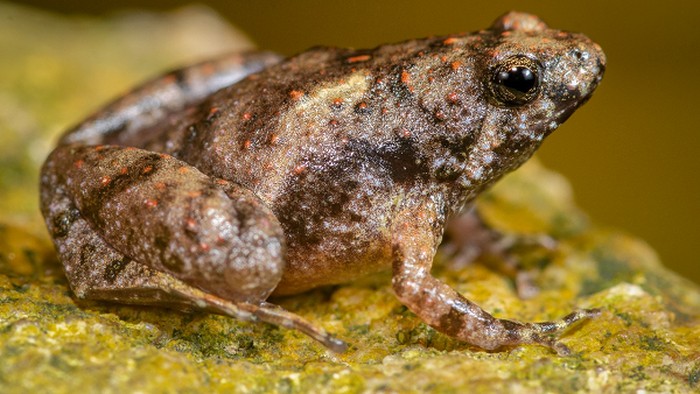 Peneliti BRIN Temukan Spesies Baru Katak Bermulut Sempit (Lipi.go.id)