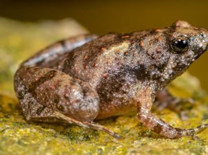 Peneliti BRIN Temukan Spesies Baru Katak Bermulut Sempit