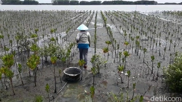 Pohon mangrove di pesisir utara Brebes, Rabu (13/10/2021)