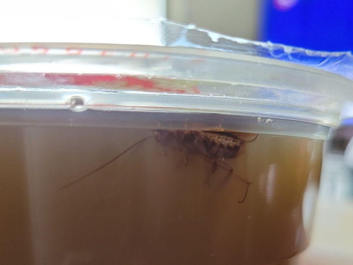 Temuan kecoak di minuman tebu