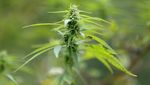 Warga Nepal Menanti Dilegalkannya Kembali Ganja