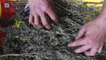 Warga Nepal Menanti Dilegalkannya Kembali Ganja
