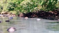 Dua sungai aliran Gunung Lawu bertemu di Alas Ketonggo, yakni sungai Ketonggo dan sungai Cangmalang. Untuk menuju sungai ini pengunjung berjalan sekitar 300 meter dari gerbang utama masuk Palereman Alas Ketonggo Srigati.