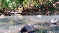 Pengunjung biasanya akan mandi di sini. Sebelum mandi menyalakan dupa dan menaburkan bunga di sebuah tempat tepi sungai.