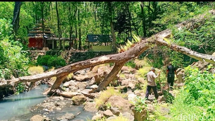 Alas Ketonggo Ngawi seolah tak bisa dipisahkan dengan Gunung Lawu. Bahkan, hutan itu dipercaya sebagai gerbang alam gaib Gunung Lawu.