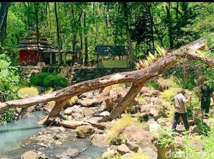 Alas Ketonggo Ngawi seolah tak bisa dipisahkan dengan Gunung Lawu. Bahkan, hutan itu dipercaya sebagai gerbang alam gaib Gunung Lawu.
