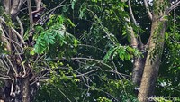 Cuaca buruk seperti hujan lebat dan angin kencang, juga menjadi pertimbangan penyebab pohon-pohon ini ditebang.