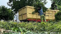 Ranting pohon yang telah ditebang selanjutnya dicincang dan diangkut ke dalam truk yang kemudian dibuang ke lokasi pembuangan sampah.