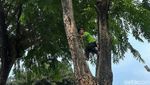 Antispasi Tumbang, Petugas Pangkas Pohon di Kawasan Senayan