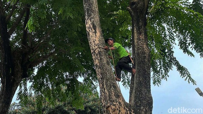 Antispasi Tumbang, Petugas Pangkas Pohon di Kawasan Senayan Petugas Dinas Kehutanan DKI Jakarta melakukan merampingan pohon di Jalan Gerbang Pemuda, Senayan. Mereka memangkas ranting pohon agar tidak tumbang.
