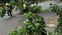 Untuk mengantisipasi pohon tumbang yang dapat menimpa pengguna jalan, sejumlah petugas dari Dinas Kehutanan DKI Jakarta memangkas ranting pohon di Jalan Gerbang Pemuda, Senayan, Jakarta, Kamis (14/10/2021).