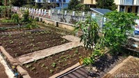 Dengan menggunakan teknologi terbarukan ini, proses bercocok tanam di lokasi urban farming ini lebih efisien dan ramah lingkungan. Selain itu, dapat menghemat persediaan listrik nasional.