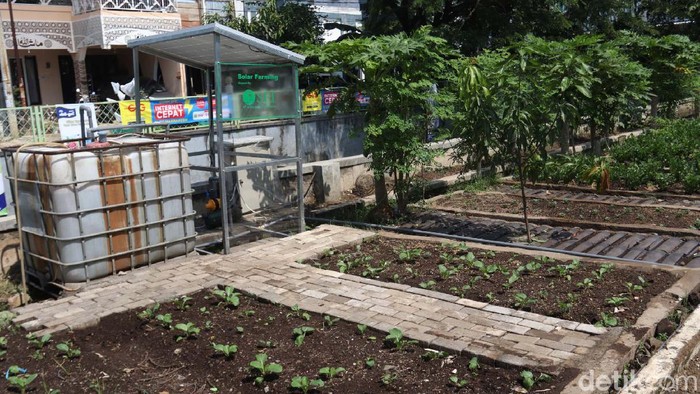Canggih! Urban Farming di Bandung Pakai Solar Cell Urban farming di Buaruan Sehat Alami Ekonomis (SAE) P2L Riyadhul Jannah, Kota Bandung, ini menggunakan beragam teknologi. Termasuk solar cell untuk energi listriknya.