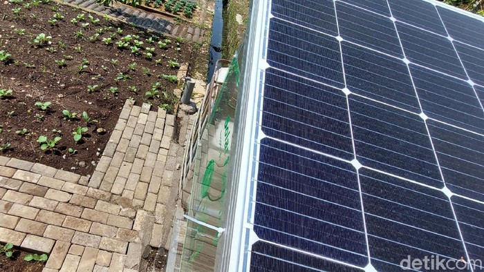 Canggih! Urban Farming di Bandung Pakai Solar Cell Urban farming di Buaruan Sehat Alami Ekonomis (SAE) P2L Riyadhul Jannah, Kota Bandung, ini menggunakan beragam teknologi. Termasuk solar cell untuk energi listriknya.
