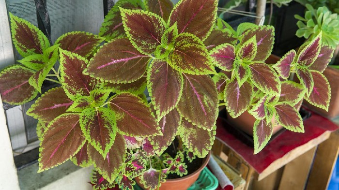 Daun Miana dan Manfaatnya Bagi Kesehatan, Bukan Cuma Tanaman Hias