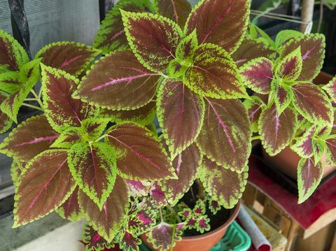 Daun Miana Daun Miana