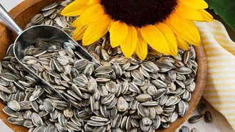 Kecil-kecil Bernutrisi, Ngemil Kuaci Bagus buat Imun dan Jantung