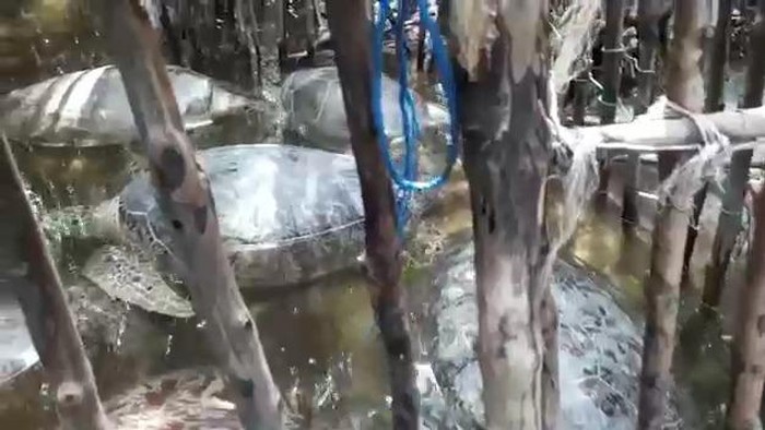 Dua Penampungan Penyu Hijau Dilindungi di Masalembu Kepulauan Sumenep
