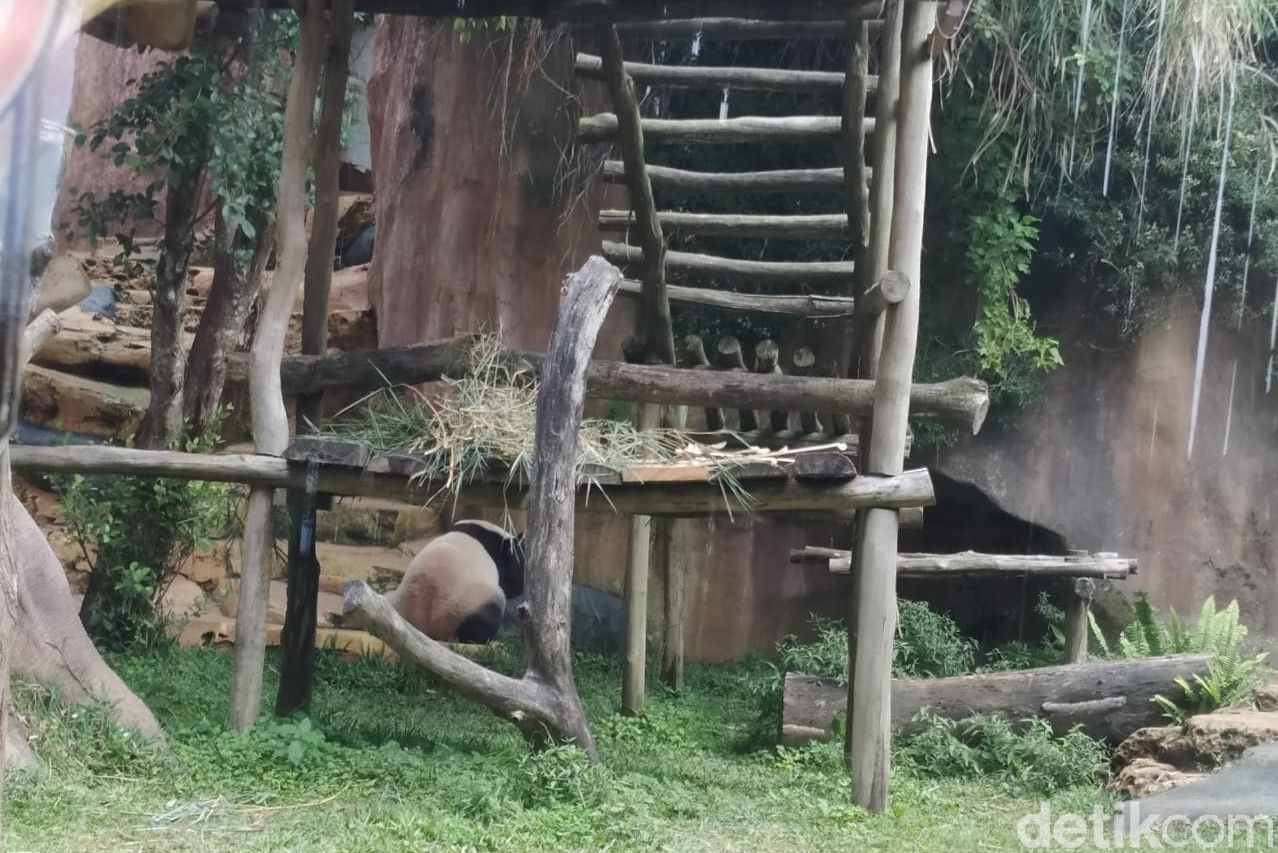 Istana Panda