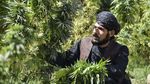 Ladang Ganja di Tanah Afghanistan yang Jadi Sumber Pemasukan Taliban