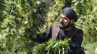 Sama seperti opium, sebagian besar penanaman ganja berada di selatan Afghanistan. Lebih dari dua pertiga, atau sekitar 67 persen, petani ganja juga menanam opium. (AFP/Javed Tanveer)