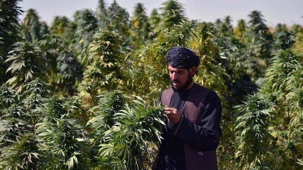 Para warga Afghanistan masih mengandalkan ladang ganja sebagai mata pencaharian mereka. Tapi kini Taliban sudah mewacanakan larangan barang haram tersebut. (AFP/Javed Tanveer) Para warga Afghanistan masih mengandalkan ladang ganja sebagai mata pencaharian mereka. Tapi kini Taliban sudah mewacanakan larangan barang haram tersebut. (AFP/Javed Tanveer)