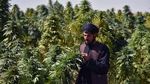Ladang Ganja di Tanah Afghanistan yang Jadi Sumber Pemasukan Taliban