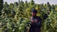Para warga Afghanistan masih mengandalkan ladang ganja sebagai mata pencaharian mereka. Tapi kini Taliban sudah mewacanakan larangan barang haram tersebut. (AFP/Javed Tanveer)
