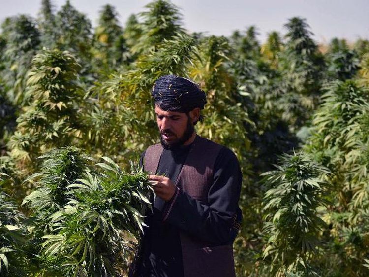 Ladang Ganja di Tanah Afghanistan yang Jadi Sumber Pemasukan Taliban