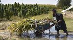 Ladang Ganja di Tanah Afghanistan yang Jadi Sumber Pemasukan Taliban
