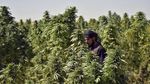 Ladang Ganja di Tanah Afghanistan yang Jadi Sumber Pemasukan Taliban
