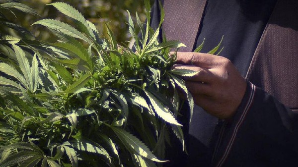 Kantor PBB untuk Masalah Narkoba dan Kriminal (UNODC) melaporkan bahwa pada 2021, Afghanistan berada di peringkat kedua setelah Maroko sebagai daerah asal peredaran cannabis ke seluruh dunia dalam rentang 2015-2019. (AFP/Javed Tanveer) Kantor PBB untuk Masalah Narkoba dan Kriminal (UNODC) melaporkan bahwa pada 2021, Afghanistan berada di peringkat kedua setelah Maroko sebagai daerah asal peredaran cannabis ke seluruh dunia dalam rentang 2015-2019. (AFP/Javed Tanveer)