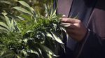 Ladang Ganja di Tanah Afghanistan yang Jadi Sumber Pemasukan Taliban
