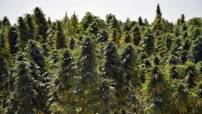 Ladang ganja di Afghanistan