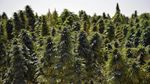 Ladang Ganja di Tanah Afghanistan yang Jadi Sumber Pemasukan Taliban
