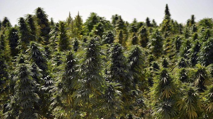 Ladang ganja di Afghanistan